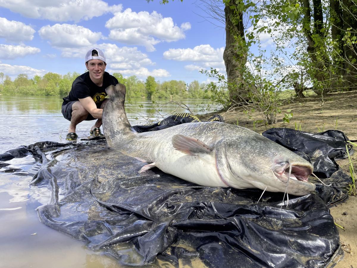 Black Cat Freestyle pergető bot , a harcsázás mindentudója
